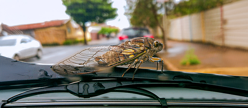 A cicada perched on a car's windshield wiper. The cicada pictured is an Annual Cicada and is green, with brown eyes. The 2024 cicadas will be black with red eyes.